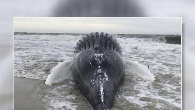 Dead humpback whale washes up along Outer Banks