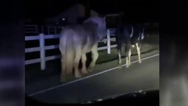 Dashcam video: Charlotte-Mecklenburg officer 'horses' around