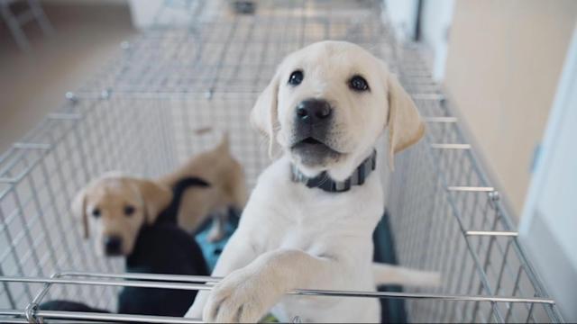 NC State research helps puppies to become guide dogs 
