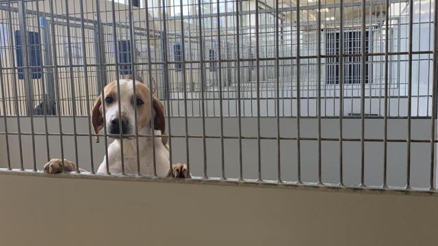 How you can help local animal shelters during the coronavirus pandemic