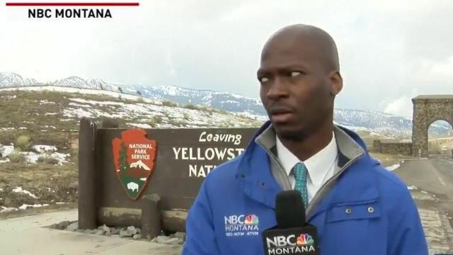 Reporter chased by bison while filming