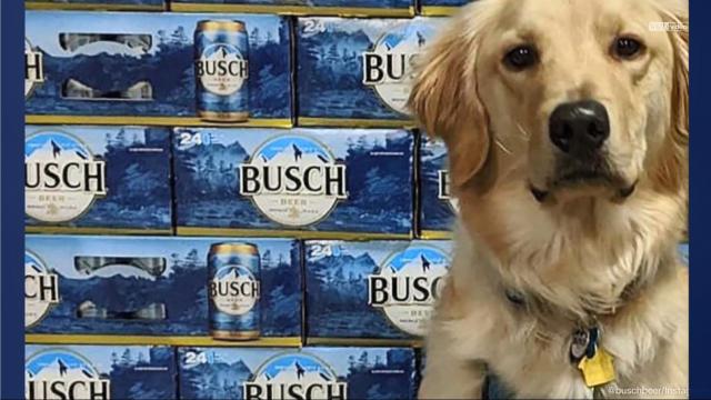 Busch Beer works with Minnesota animal rescue to give free beer for adopting or fostering dog