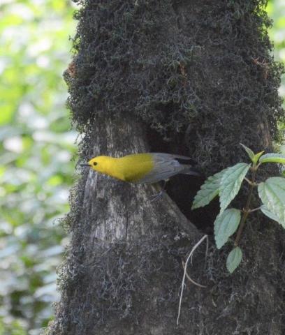 New birds from the tropics will take the place of large migratory waterfowl, arriving from late March thru May. Prothonotary warblers.