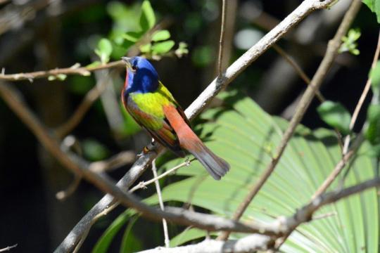 Painted buntings will soon fill coastal forests with ancient songs.