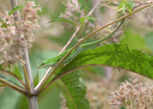 Look closely and “American chameleons,” the green anole, will appear with the first flushes of green.