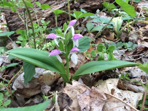 In mountain cove forests, North Carolina’s native orchids will begin appearing in late April.