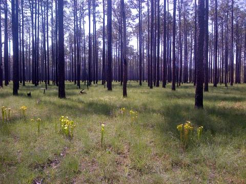 In longleaf pine savannas, like our fantastic Green Swamp near Southport, yellow pitcher plants will soon fill spaces between the longleaf.