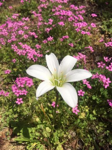 One of our large native lilies—the atamasco lily or rain lily—can be found in April and May across much of Piedmont and eastern North Carolina.