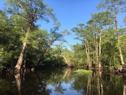 The Black River, home to living bald cypress over 2000 years old, will come alive in mid April.