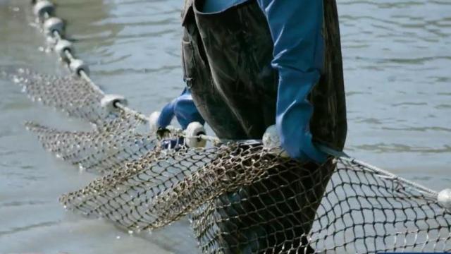 Fish farm staying afloat despite virus outbreak