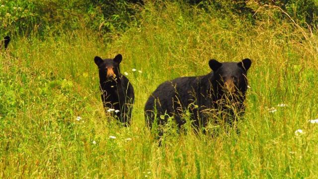 Two black bears spotted in past two days in Chapel Hill