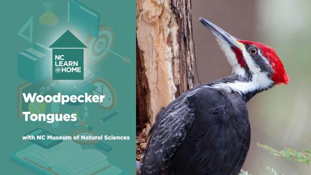 Woodpecker tongues are avian harpoons:  A Moment of Science