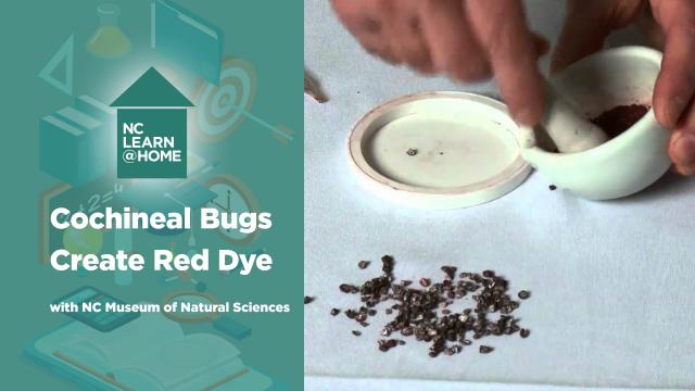 Cochineal bugs create red dye: A Moment in Science
