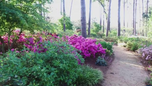 Virtual tour: The WRAL Azalea Gardens are in full bloom