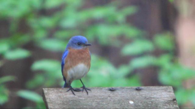 Bill Leslie: Bluebirds, springtime and renewed hope