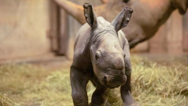 NC Zoo needs your help to name baby rhino
