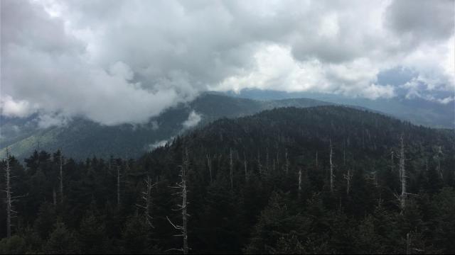 After decades of devastation, a comeback for western NC forests