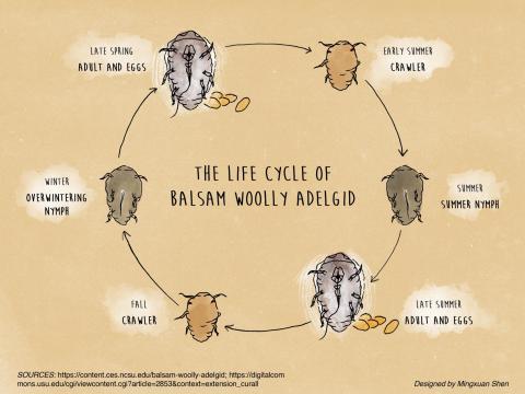 The life cycle of Balsam Woolly Adelgid