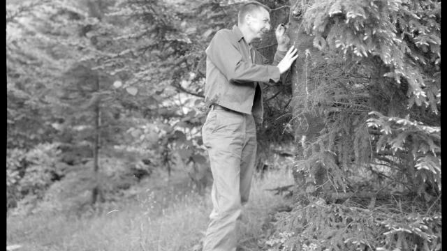 Hoover Lambert, an entomologist with the U.S. Forest Service, checks a Fraser fir tree for balsam woolly adelgid in the summer of 1965 -- soon after the adelgid was discovered in the Great Smoky Mountains National Park. (Photo courtsey of the Great Smoky Mountains National Park)