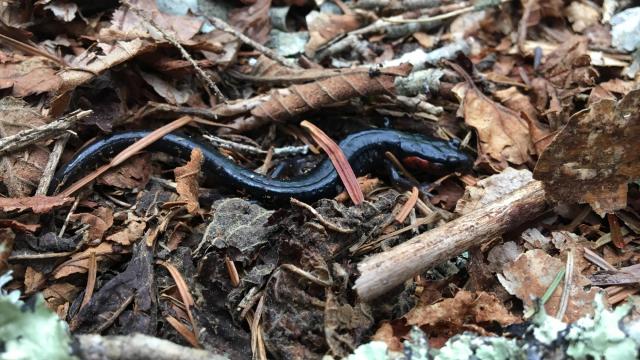 The Jordan's red-cheeked salamander lives almost exclusively within the borders of the Great Smoky Mountains National Park. They are most abundant in spruce-fir forests. These salamanders are part of the reason why the park is known as the "Salamander Capital of the World." (Photo by Anne McDarris)