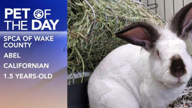 Pet of the Day: April 24