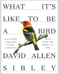 What It's Like to Be a Bird: From Flying to Nesting, Eating to Singing--What Birds Are Doing, and Why (Sibley Guides) By David Allen Sibley