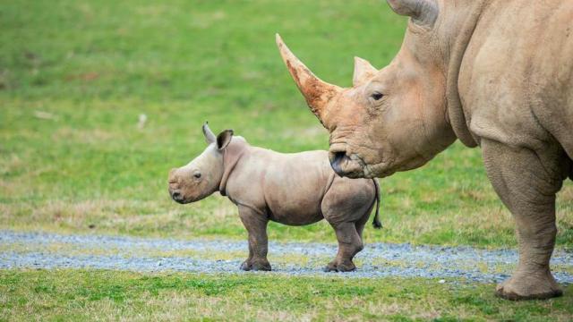 It's Jojo! NC Zoo names its youngest southern white rhino