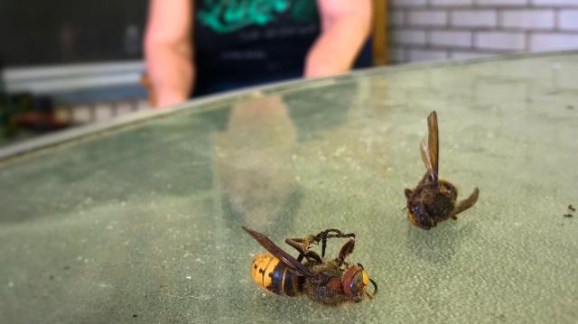 NC residents don't need to worry about 'muder hornet' yet, NCSU entomologist says