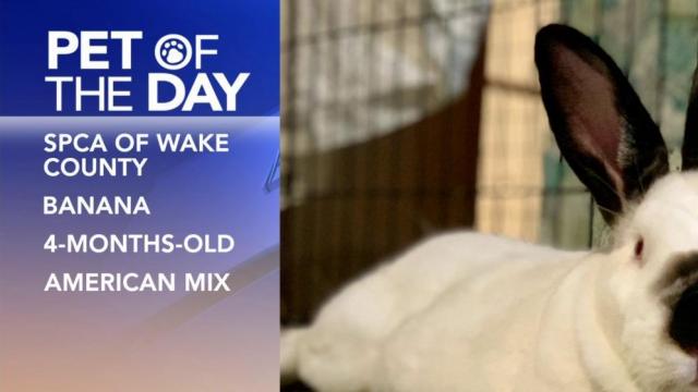 Pet of the Day: May 14
