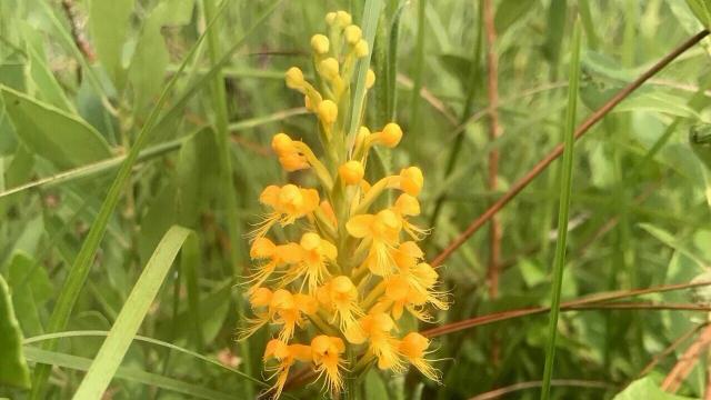YELLOW FRINGED ORCHID (Photo by Tom Earnhardt)