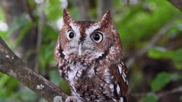 EARNHARDT-9 Screech Owl