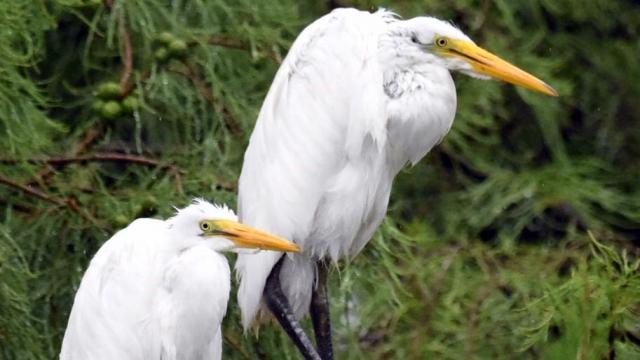 Egrets (Photo by Tom Earnhardt)