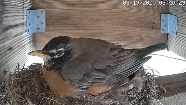 Apex dad sets up livestream of robin's nest 