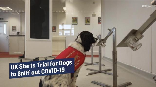 UK starts trial for dogs to sniff out COVID-19