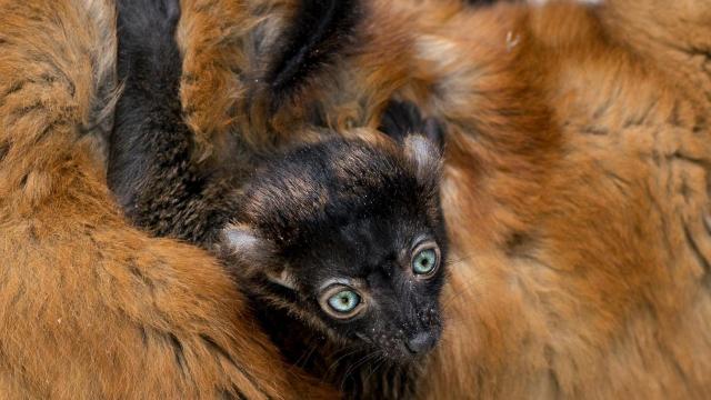 Blue-eyed black lemur 'Brady' from the Duke Lemur Center. 