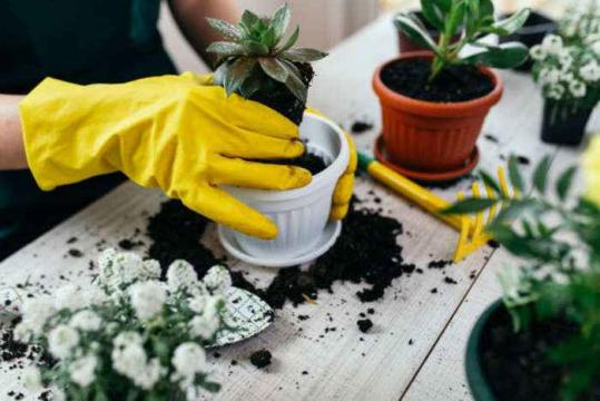 How to keep your houseplants alive in fall and winter