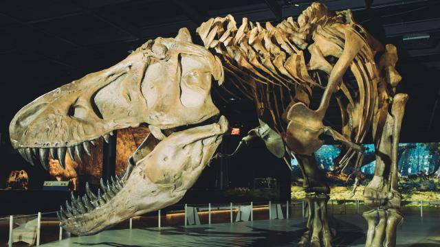 Scientists try to ID last dinosaurs to roam the earth