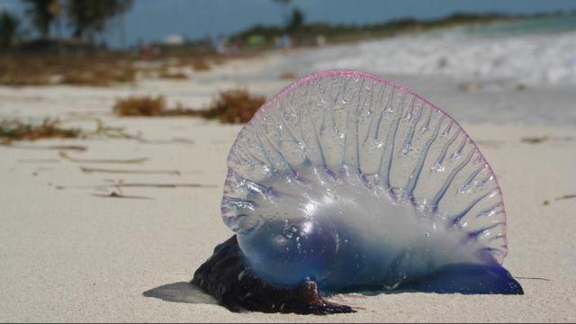 More jellyfish, man o' war stings reported at Surf City beaches
