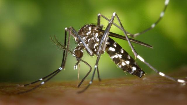 Cumberland County reports death from West Nile Virus days after Hurricane Ian