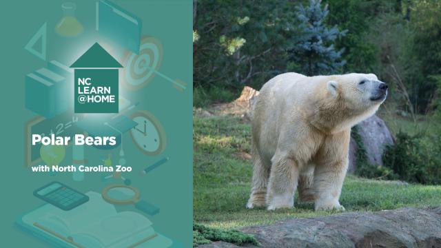UNTAMED SCIENCE: North Carolina Zoo and Polar Bears