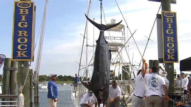 Annual Big Rock Blue Marlin Tournament having another banner year despite pandemic