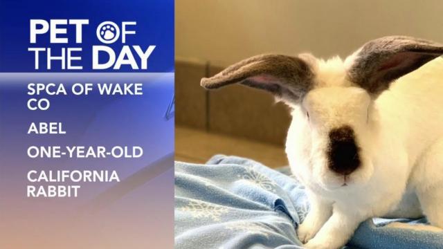 Pet of the Day: June 11