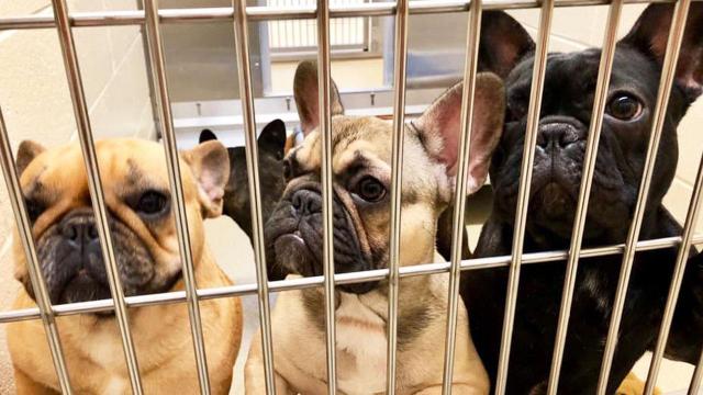 In crisis: More than 10,000 dogs and cats were killed in NC animal shelters last year