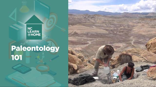 Paleontology 101