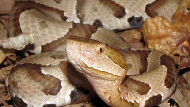 Working in the yard during the pandemic? Watch out for snakes
