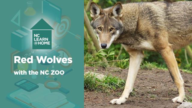 UNTAMED SCIENCE: Red Wolves