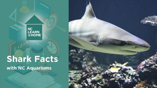 Shark fun facts