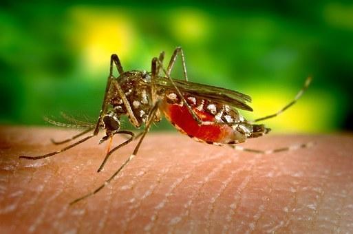 West Nile virus death reported in South Carolina
