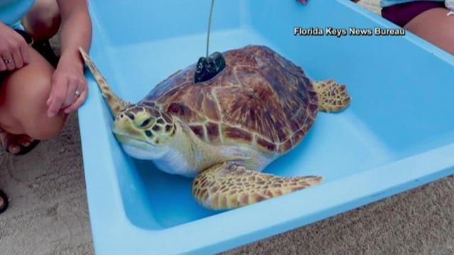 Rare sea turtle released back into the ocean after rehabilitation in the Florida Keys