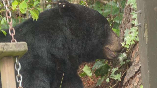 Bear in Washington shot, killed, NC officials looking for answers